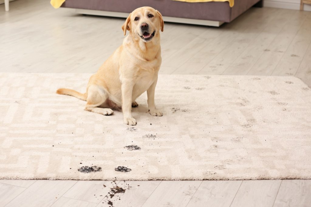 The Best Rug Materials in a Home with Pets | Price Flooring