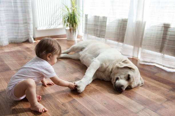 Pet friendly floor | Price Flooring